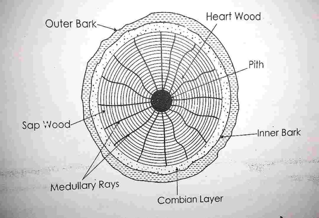 structure of timber